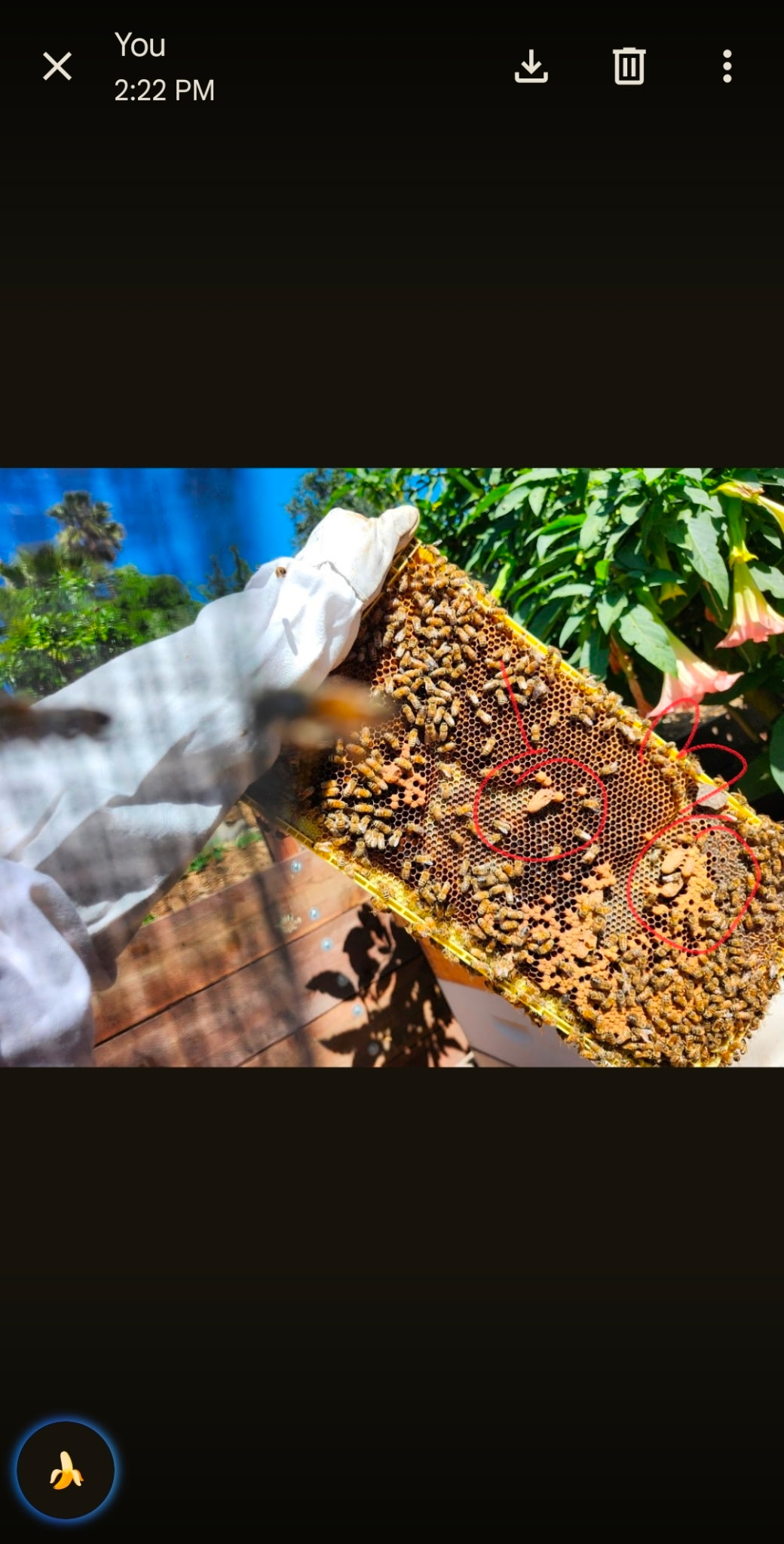 Can you spot the Queen cells?