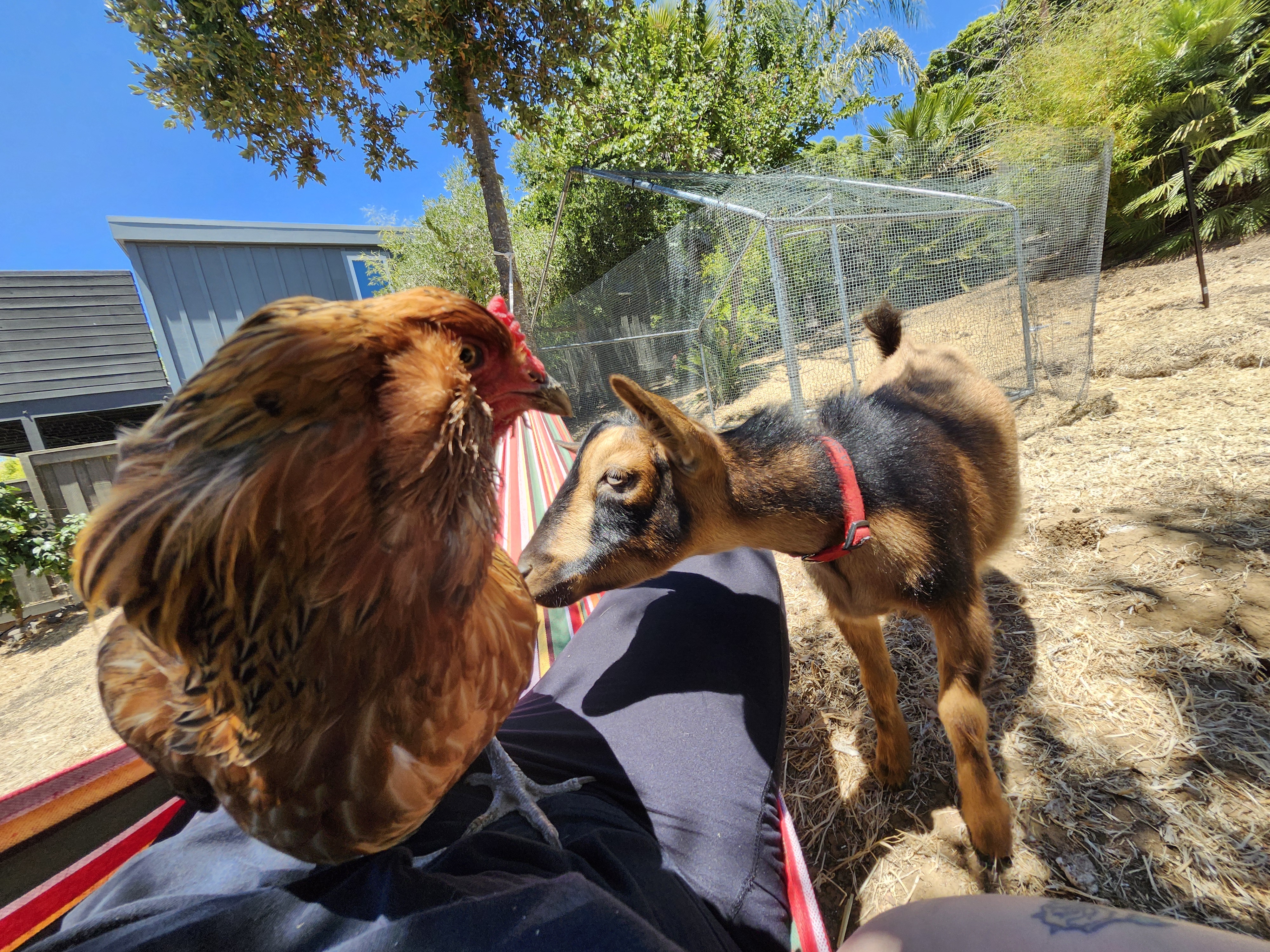 1st Introduction Cali and Jasmine