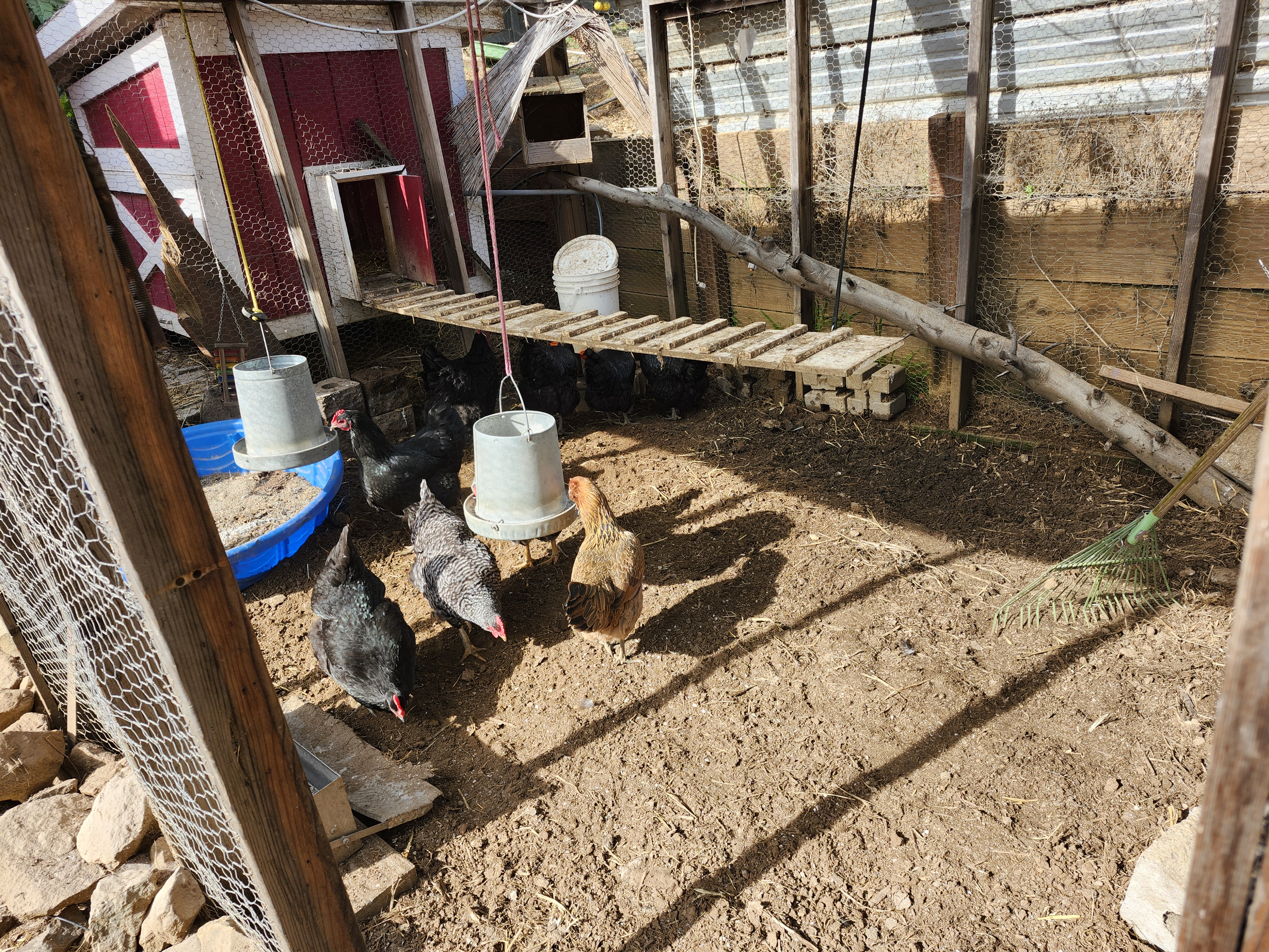 Coop Cleaning Day