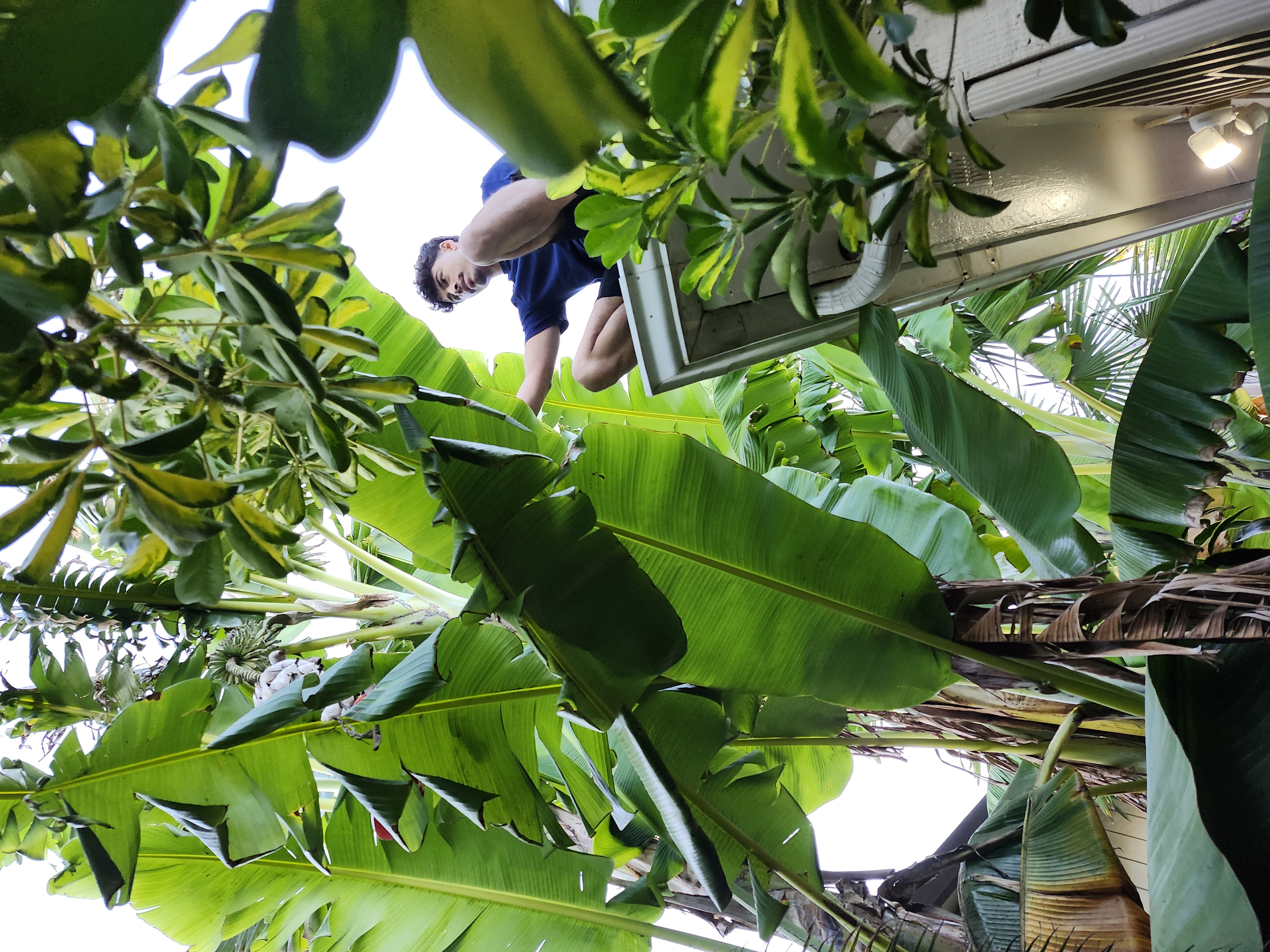 Blondie Cutting Banana Trees