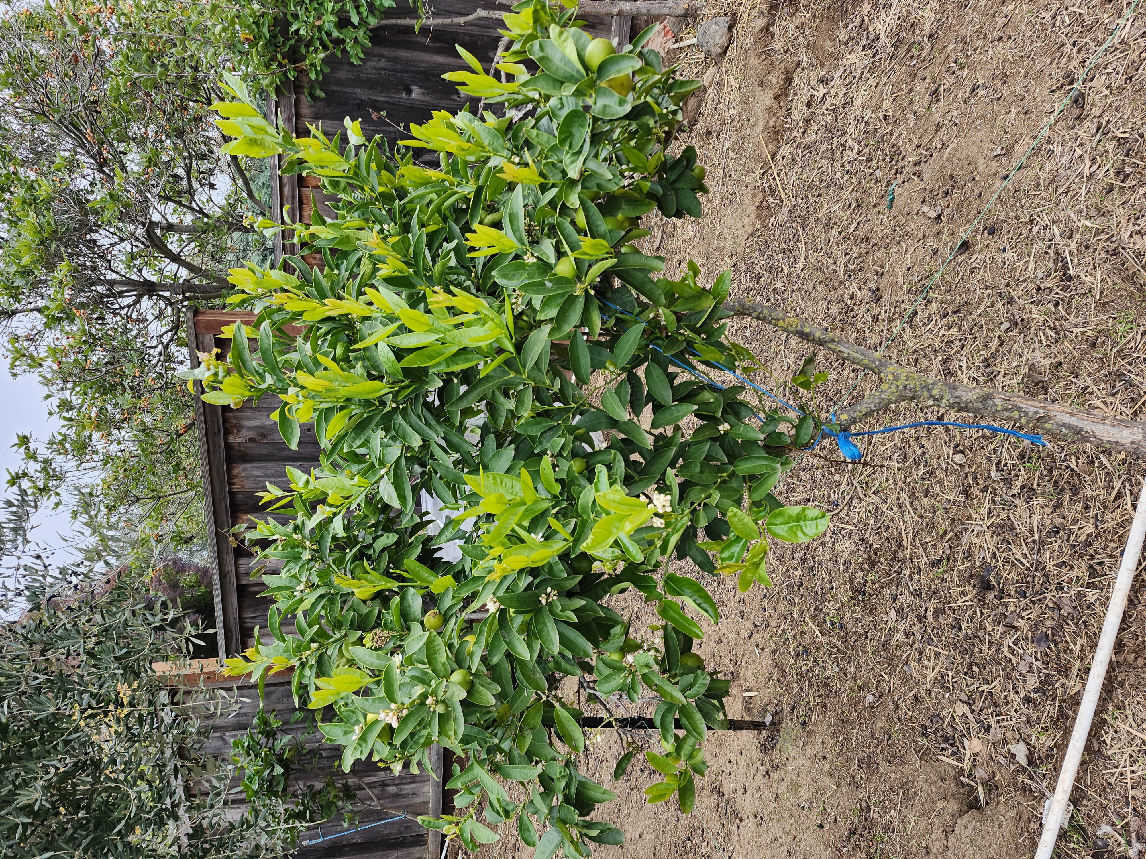 Key Lime-one of 15 different Fruit trees on the Farm