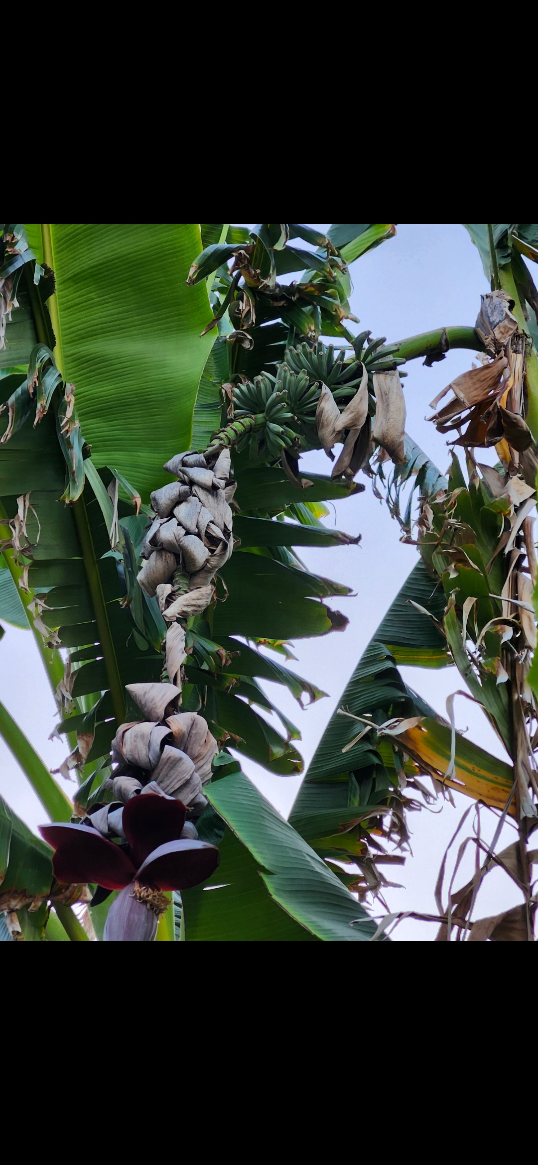 Fruiting Banana's