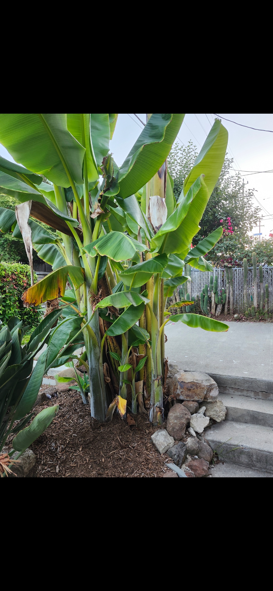 Banana Patch... We have over 15 Banana Trees!