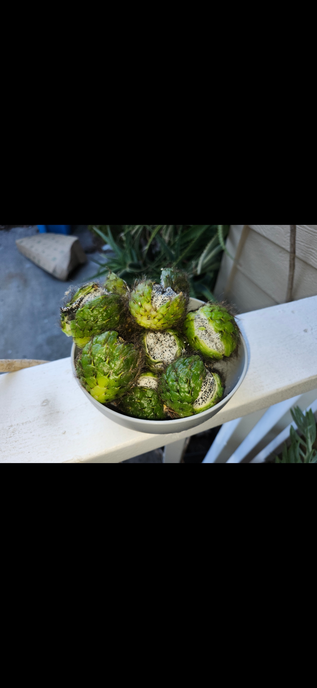 Golden Torch Catcus Fruit