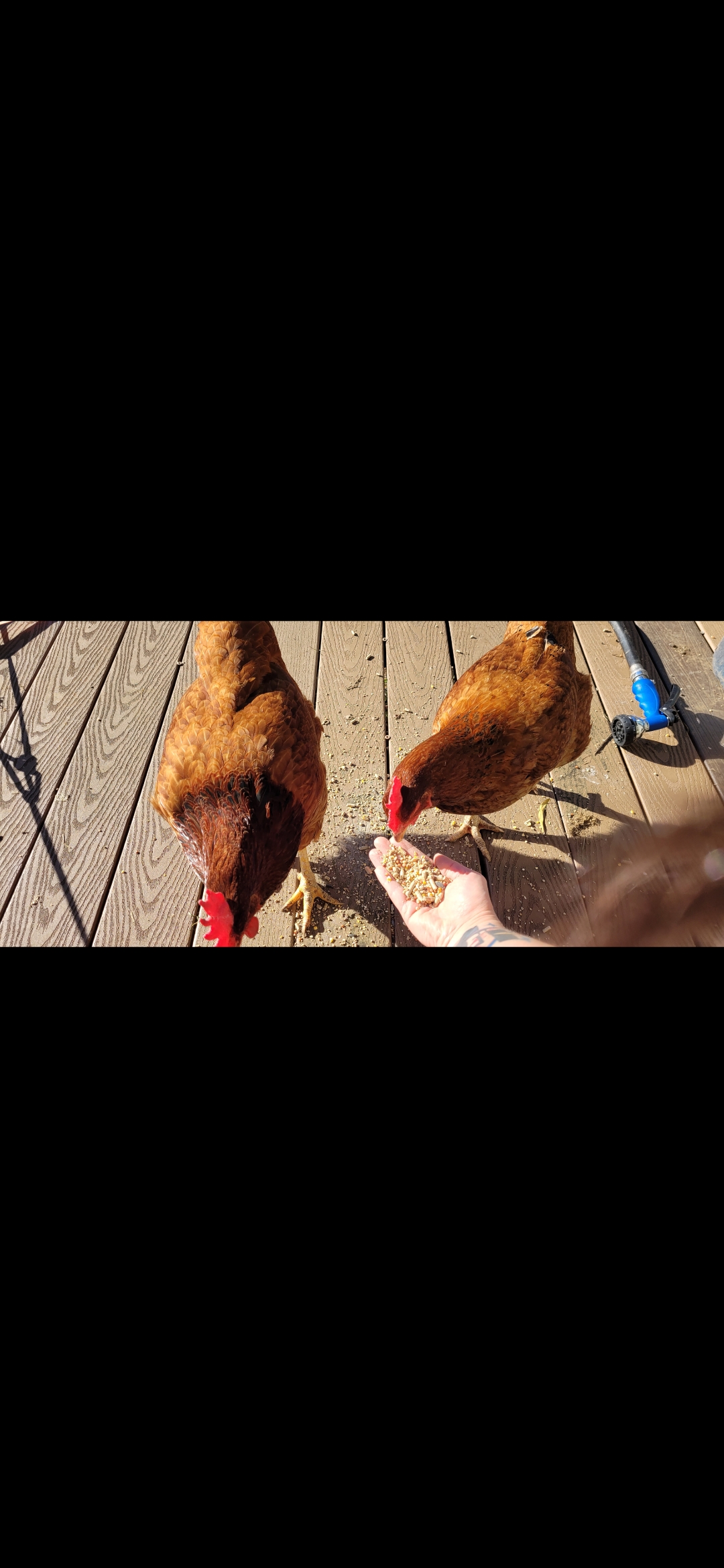 Chickens on the Farm